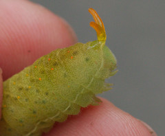 Iphiclides podalirius