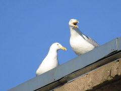 Larus argentatus