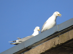 Larus argentatus