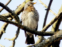Turdus pilaris