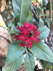 Pentas