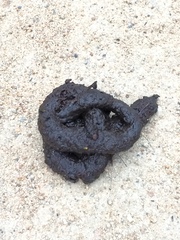 Vulpes vulpes crucigera