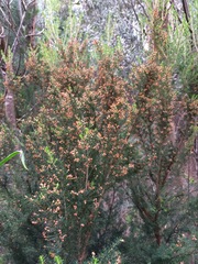 Erica lusitanica