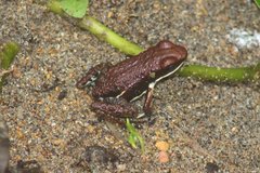 Epipedobates boulengeri