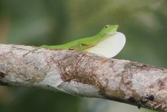 Anolis chloris