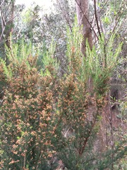 Erica lusitanica
