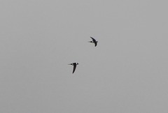 Panyptila cayennensis