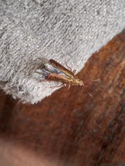 Rhicnobelus metallicus