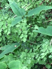 Adiantum aethiopicum