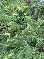 Adiantum aethiopicum