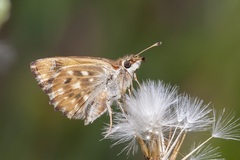 Carcharodus