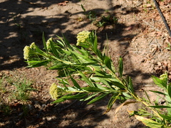 Tessaria dodonaeifolia