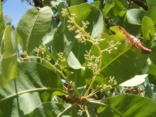 Buchanania obovata Engl.