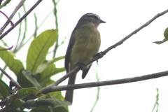 Phyllomyias