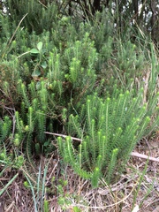 Acrotriche serrulata