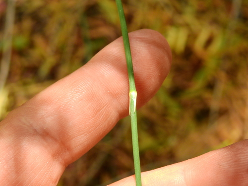 Ephedra triandra (Ephedra triandra)