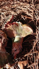 Lactarius vinosus