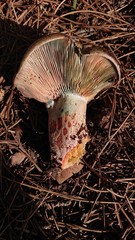 Lactarius vinosus