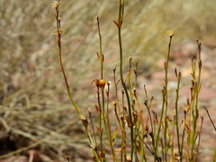 Menodora decemfida