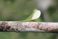 Anolis chloris