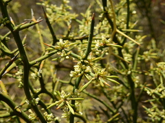 Hualania colletioides