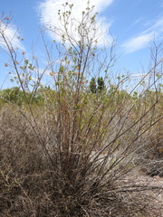 Tessaria dodonaeifolia