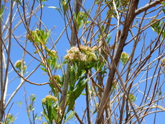 Tessaria dodonaeifolia
