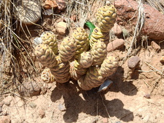 Tephrocactus articulatus