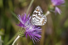 Melanargia ines
