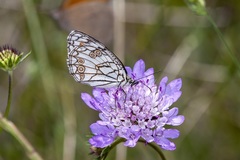Melanargia ines