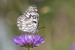 Melanargia ines
