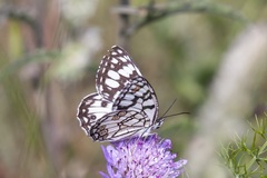 Melanargia ines