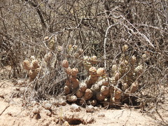 Tephrocactus articulatus