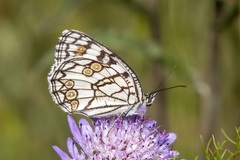 Melanargia ines