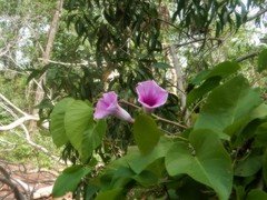 Ipomoea abrupta