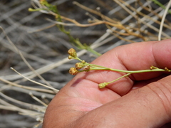 Baccharis retamoides