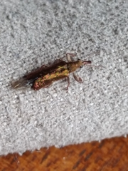 Rhicnobelus metallicus