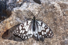 Melanargia ines