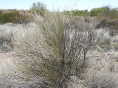 Baccharis retamoides