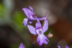 Orchis mascula laxifloriformis