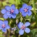 Flax-leaved Blue Pimpernel - Photo (c) dhfischer, some rights reserved (CC BY-NC), uploaded by dhfischer