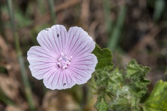 Malva hispanica