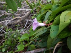 Ipomoea abrupta