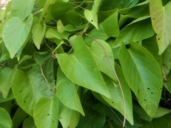 Ipomoea abrupta