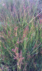 Juncus gerardii gerardii