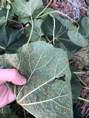 Puccinia malvacearum