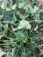 Puccinia malvacearum