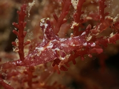 Aplysia reticulata