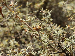 Buddleja mendozensis