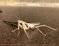 Stagmomantis